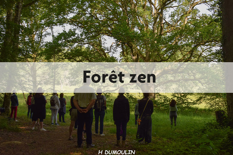forêt zen